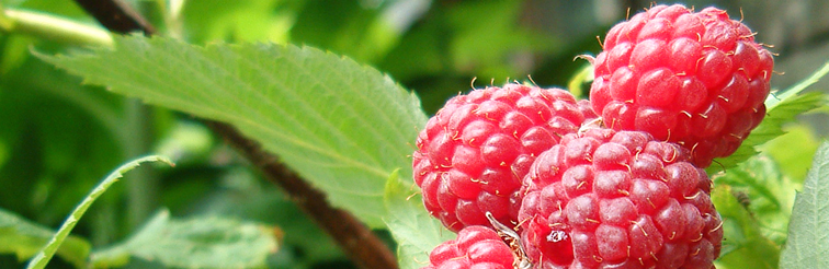 Raspberry Parable