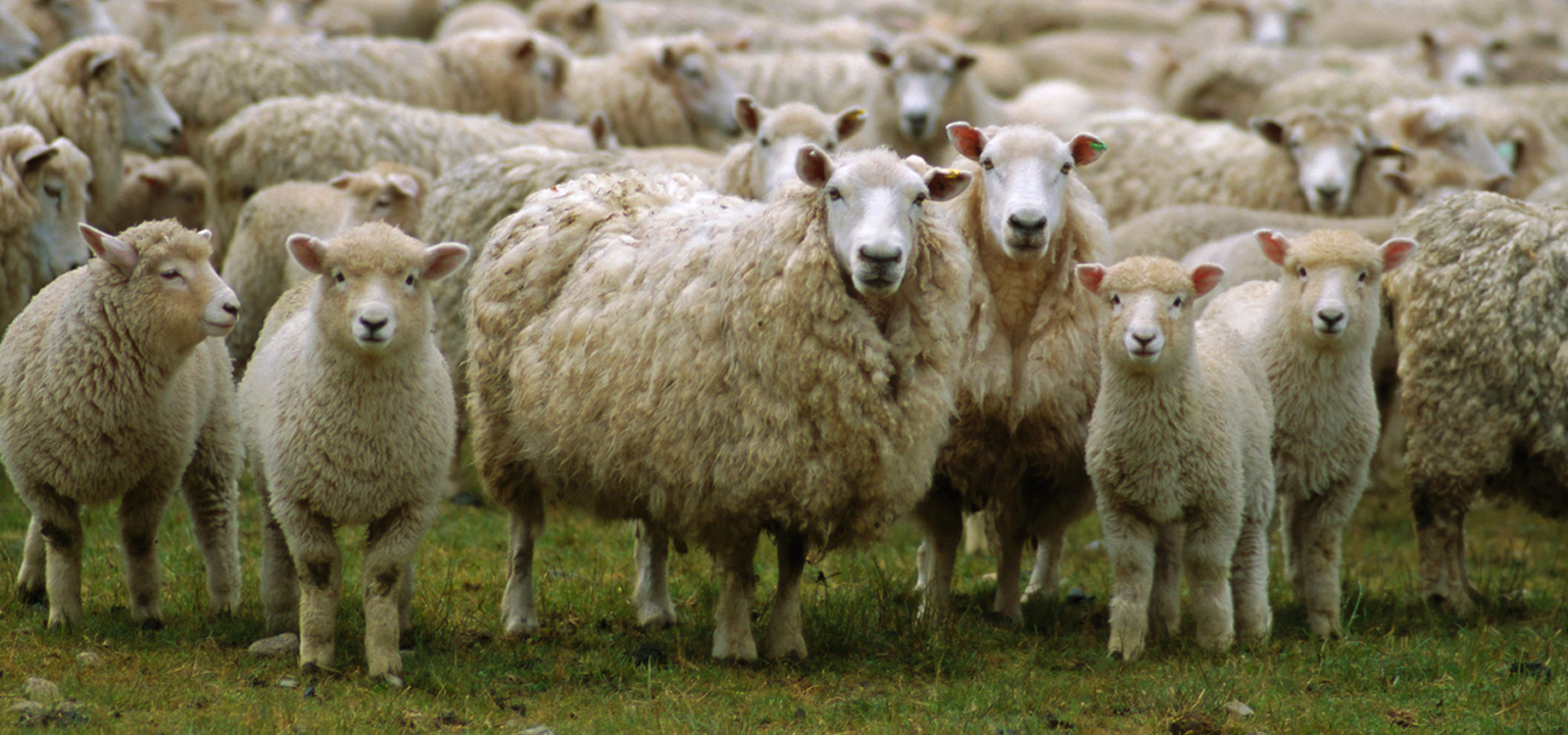 Sheep Herding, A Word by Pastor Bill Young of The Rock Church in Utah