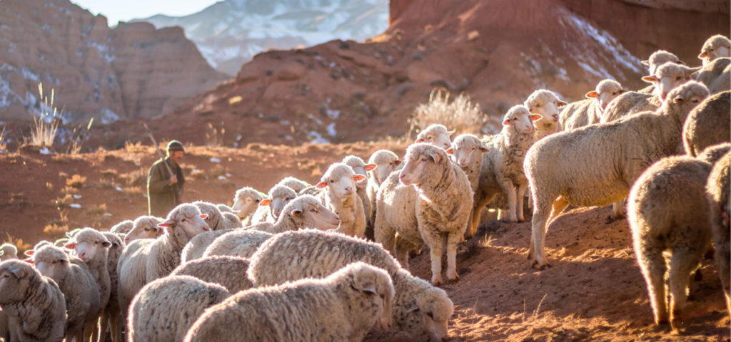 The Guardian of Our Souls! A word by pastor Steve McInroy from The Rock Church in Draper, Utah. “Once you were like sheep who wandered away. But now you have turned to your Shepherd, the Guardian of your souls.” — 1 Peter 2:25 (NLT)