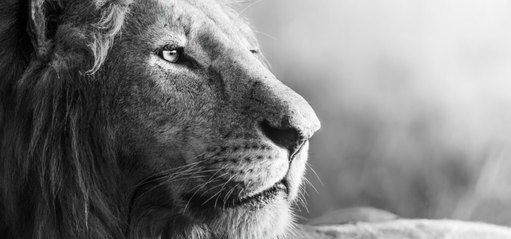 Bold as a Lion – a word by Pastor Josh Whitney from The Rock Church in Draper, UT. "as God’s children, we can be people of courage. Because of what God has done for us, we can be as bold as lions!"